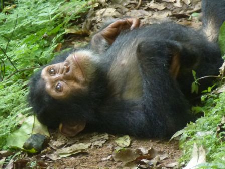 C02 chimpanze bebe.JPG